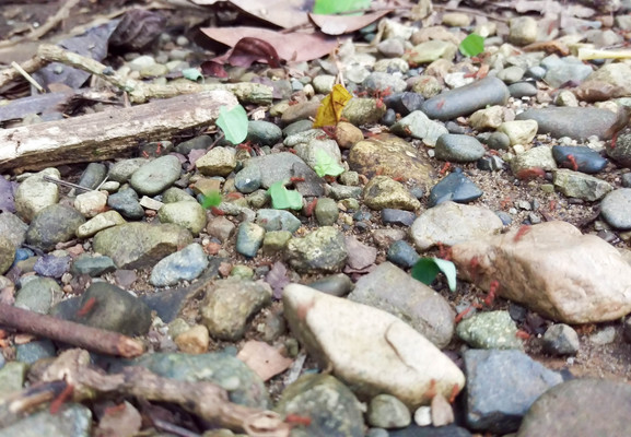 Panama--nighttime rainforest tour-s020-r3